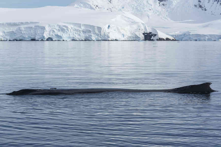 Ballena Minke - Antártida 02.jpg